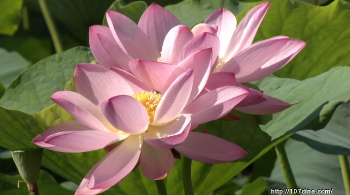 松下HPX303如何设置，效果最好？（附原始视频截图）