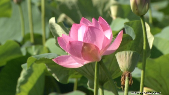 松下HPX303如何设置，效果最好？（附原始视频截图）