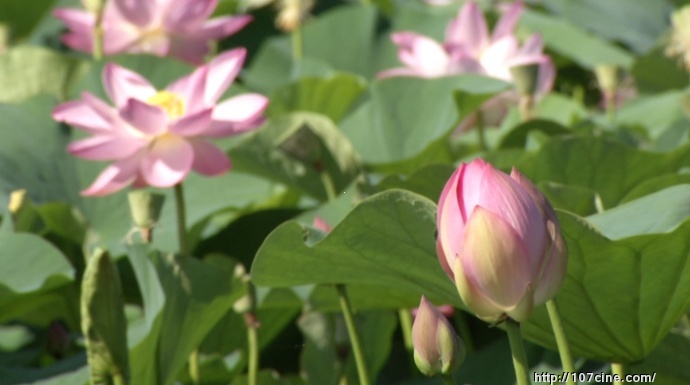 松下HPX303如何设置，效果最好？（附原始视频截图）