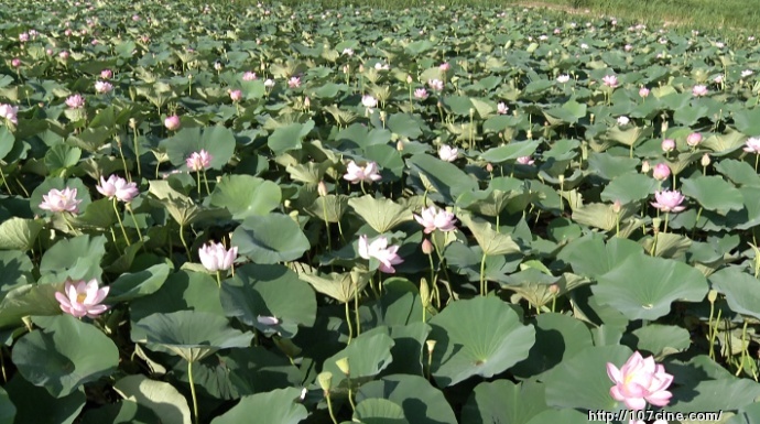 松下HPX303如何设置，效果最好？（附原始视频截图）