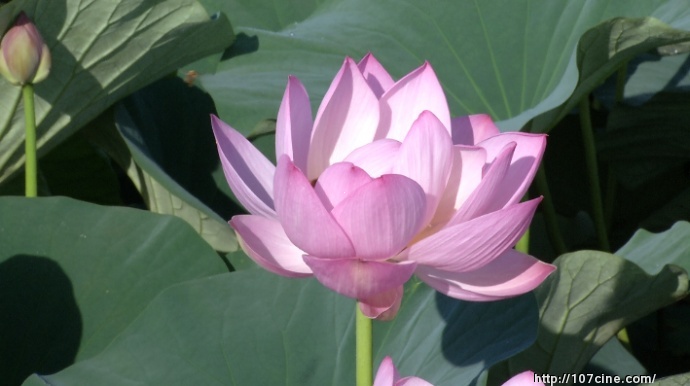 松下HPX303如何设置，效果最好？（附原始视频截图）