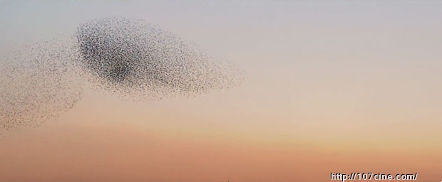 迷人的影片，黄昏天空群鸟飞舞